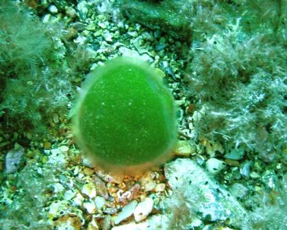 ALGE MEDITERANEENE